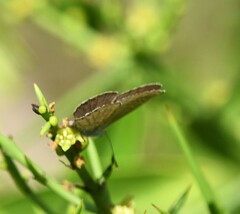Hemiargus ramon
