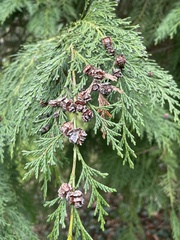 Chamaecyparis lawsoniana
