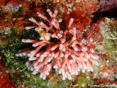 Tricleocarpa fragilis