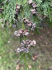 Chamaecyparis lawsoniana