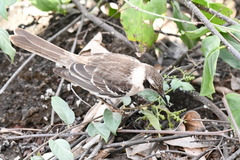 Mimus parvulus parvulus