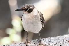 Mimus parvulus parvulus