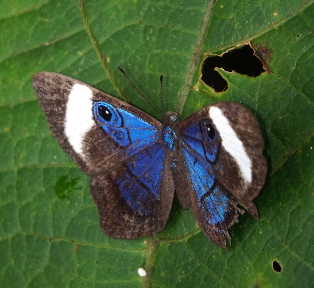 Mesosemia macrina