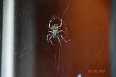 Araneinae