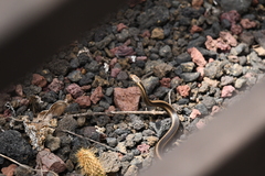 Pseudalsophis steindachneri