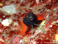 Tripterygion melanurus