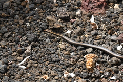 Pseudalsophis steindachneri