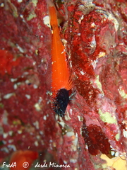 Tripterygion melanurus