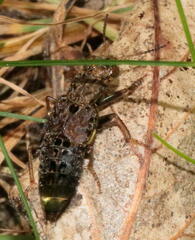 Ontholestes cingulatus