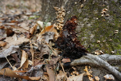 Phaeotremella frondosa