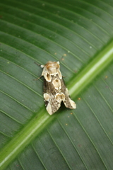 Thyatira mexicana