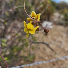Erythrostemon pannosus