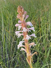 Satyrium hallackii ocellatum