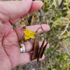 Erythrostemon pannosus