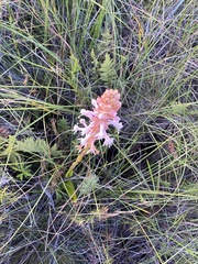 Satyrium hallackii ocellatum