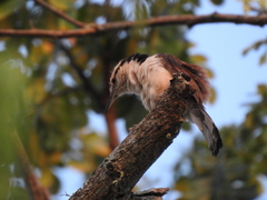 Campylorhynchus griseus
