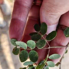 Erythrostemon pannosus