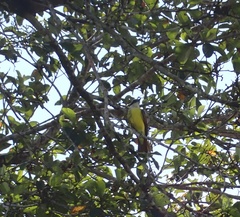 Pitangus sulphuratus