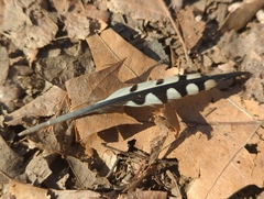 Melanerpes