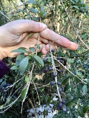Ligustrum quihoui