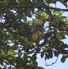 Pitangus sulphuratus