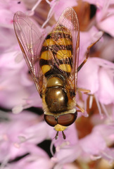 Eupeodes latifasciatus