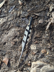 Melanerpes