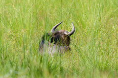 Connochaetes taurinus