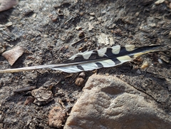Melanerpes