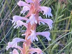 Satyrium hallackii ocellatum