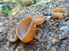 Sarcoscypha austriaca