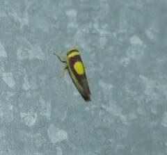 Colladonus clitellarius