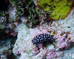 Phyllidiella pustulosa