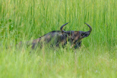 Connochaetes taurinus