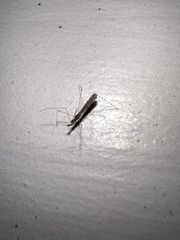 Empicoris rubromaculatus