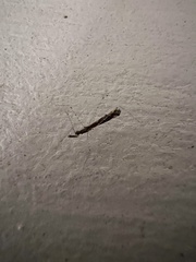 Empicoris rubromaculatus