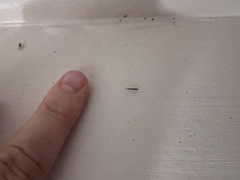 Empicoris rubromaculatus