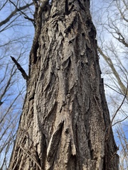 Robinia pseudoacacia