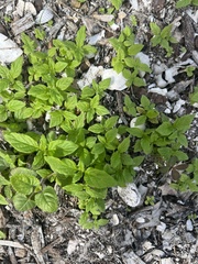 Heliotropium angiospermum