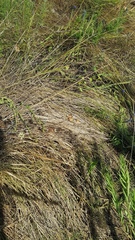 Fritillaria ruthenica