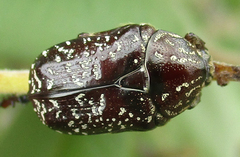 Xeloma leprosa
