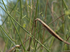 Leptadenia pyrotechnica