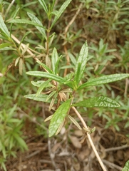 Diplacus longiflorus