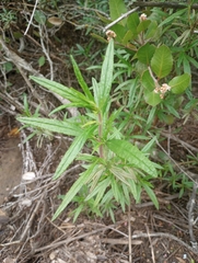 Diplacus longiflorus