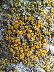 Candelariella aurella