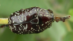 Xeloma leprosa