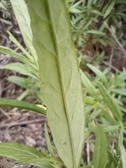 Diplacus longiflorus