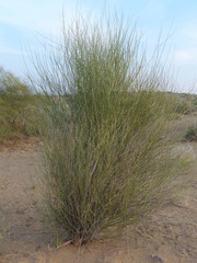 Leptadenia pyrotechnica