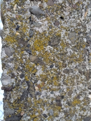 Candelariella aurella