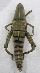Pamphagus marmoratus
